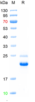 Recombinant human SPOCK2 protein, N-His