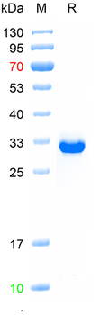 Recombinant human IgG1 Fc protein, (HEK293)