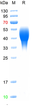 Recombinant human GPR37 protein, C-His (HEK293)