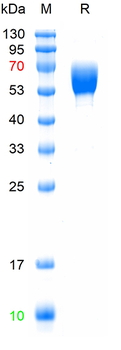Recombinant human CD28 protein, C-hFc (HEK193)