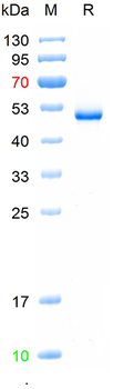 Recombinant human TNFSF13B protein, N-hFc-Flag (HEK293)