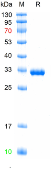 Recombinant human IgG4 Fc protein,(HEK293)