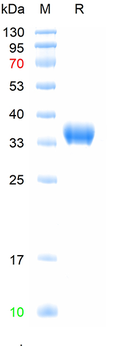 Recombinant mouse IgG2b Fc protein,(HEK293)