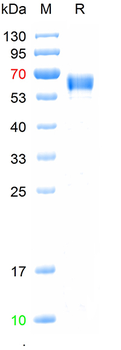 Recombinant human Serpin B4 protein, His (HEK293)