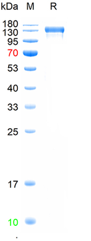 Recombinant human EGFR protein, C-hFc (HEK293)