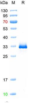 Recombinant mouse CHGA protein, C-His (HEK293)