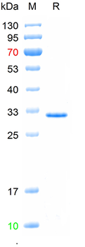 Recombinant mouse TMEM158 protein, N-His