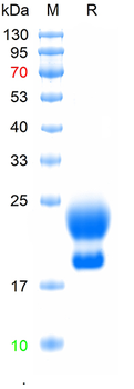 Recombinant human WAP four-disulfide core domain protein 2, His (HEK293)