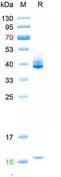 Recombinant human HLA-E & Beta-2-MG Heterodimer protein, His&Avi (HEK293)