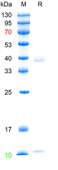 Recombinant human HLA-B & Beta-2-MG Heterodimer protein, His&Avi (HEK293)