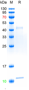Recombinant human HLA-A & Beta-2-MG Heterodimer protein, His&Avi (HEK293)