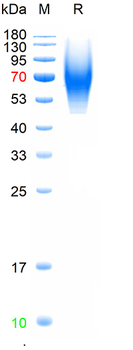 Recombinant human Mucin-1 protein, His (HEK293)