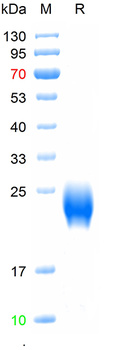 Recombinant human CGA protein, C-His (HEK293)
