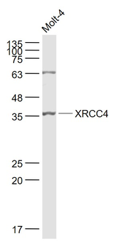 XRCC4 Rabbit Polyclonal Antibody