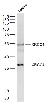 XRCC4 Rabbit Polyclonal Antibody