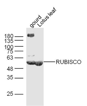RuBisCO Rabbit Polyclonal Antibody