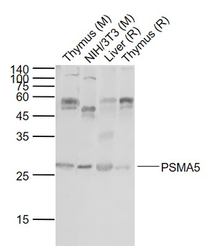 PSMA5 Rabbit Polyclonal Antibody