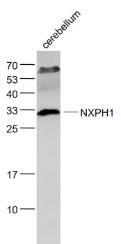 NXPH1 Rabbit Polyclonal Antibody
