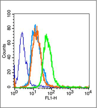 PPAR Gamma Rabbit Polyclonal Antibody