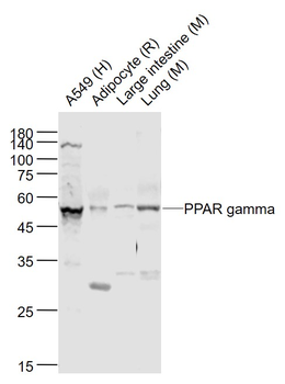 PPAR Gamma Rabbit Polyclonal Antibody