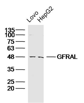 GFRAL Rabbit Polyclonal Antibody