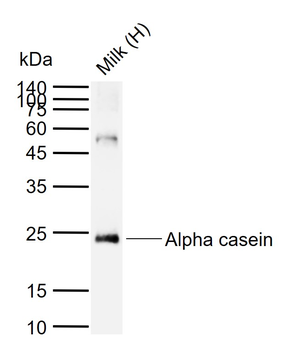 Alpha casein Rabbit Polyclonal Antibody