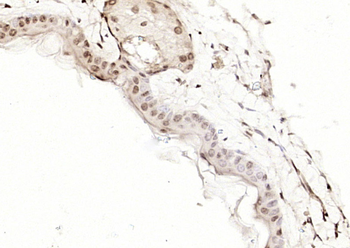 TEF4 Rabbit Polyclonal Antibody