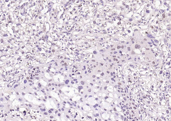 Phospho-CDK9 (Thr29) Rabbit Polyclonal Antibody