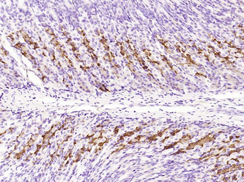 CQ028 Rabbit Polyclonal Antibody