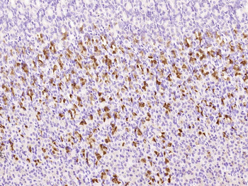 CQ028 Rabbit Polyclonal Antibody