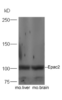 Epac2 Rabbit Polyclonal Antibody