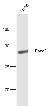 Epac2 Rabbit Polyclonal Antibody