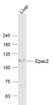 Epac2 Rabbit Polyclonal Antibody
