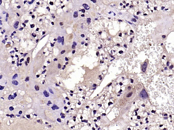 Fas Ligand Rabbit Polyclonal Antibody
