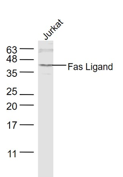 Fas Ligand Rabbit Polyclonal Antibody