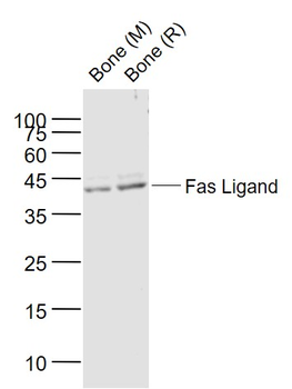 Fas Ligand Rabbit Polyclonal Antibody