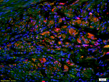 Fas Ligand Rabbit Polyclonal Antibody