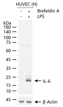 IL-6 Rabbit Polyclonal Antibody
