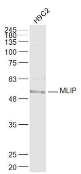 MLIP/C6orf142 Rabbit Polyclonal Antibody
