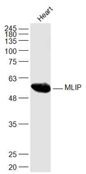 MLIP/C6orf142 Rabbit Polyclonal Antibody
