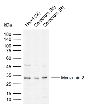 Myozenin 2 Rabbit Polyclonal Antibody