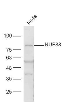 NUP88 Rabbit Polyclonal Antibody