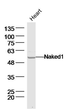 Naked1 Rabbit Polyclonal Antibody