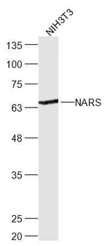 NARS Rabbit Polyclonal Antibody
