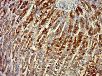 NASP Rabbit Polyclonal Antibody