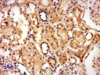 NASP Rabbit Polyclonal Antibody