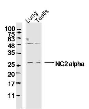 NC2 alpha Rabbit Polyclonal Antibody