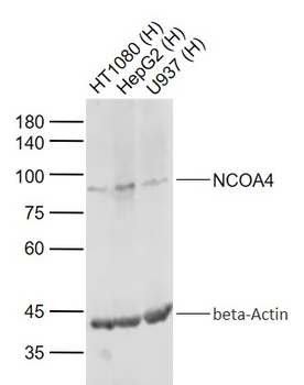 NCOA4 Rabbit Polyclonal Antibody