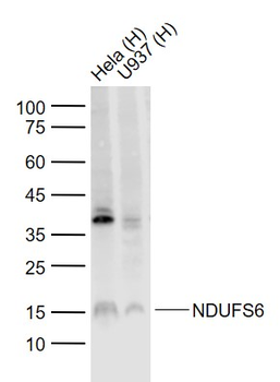 NDUFS6 Rabbit Polyclonal Antibody