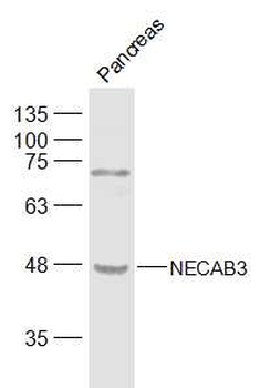 NECAB3 Rabbit Polyclonal Antibody